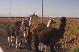 crw_2806 After leisurely crossing the road, the llamas stopped and stared at us.