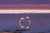 2006-01-atacama