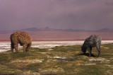 crw_3179 Llamas grazing near the red shores of Laguna Colorada (4278 m / 14035 ft).