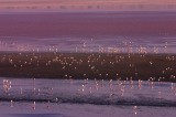 crw_3209 A small portion of the large number of flamingos nesting in Laguna Colorada.