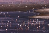crw_3211 A small portion of the large number of flamingos nesting in Laguna Colorada.