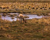 crw_3280 Vicuna, endangered because its wool is as fine as that of the Chiru (about half the diameter of the best Merino wool).
