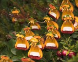 crw_3934 We saw a few of these flowers growing in boulder fields. They may be orchids (5 petals).