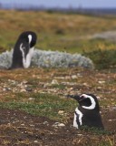 crw_4375 Penguins checking out the scenery.