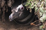 crw_4385 Adult penguin in the burrow. I peeked in and saw a baby penguin as well.