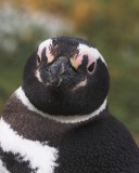 crw_4422 This penguin stood by the trail and squawked a lot.
