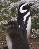crw_4431 Parent penguin with a flipper on the baby penguin.