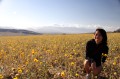 deathvalley14 A field of desert gold flowers.