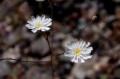 deathvalley21 Desert Chicory.