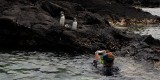 _mg_3798 Photographing Galapagos penguins at Bartolome