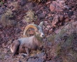 crw_2529 Big Horn Sheep. Unfortunately, he was hiding behind a bush.