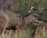 crw_2632 Young deer near Phantom Ranch. He was looking down at the older deer in the next picture.