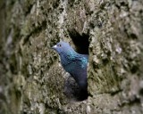 _mg_5201 Pigeon in the round tower at Rock of Cashel