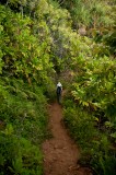 _mg_1014 The early part of the trail before Hanakoa was lined with native Kauai flora