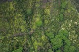 _mg_1428 Forest in Kauai. They look like broccoli florets from the air.