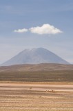 _mg_8240 Vicunas and El Misti in Reserva Nacional de Aguada Blanca.