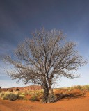 crw_5243 Trees near the Sleeping Dragon, Monument Valley.