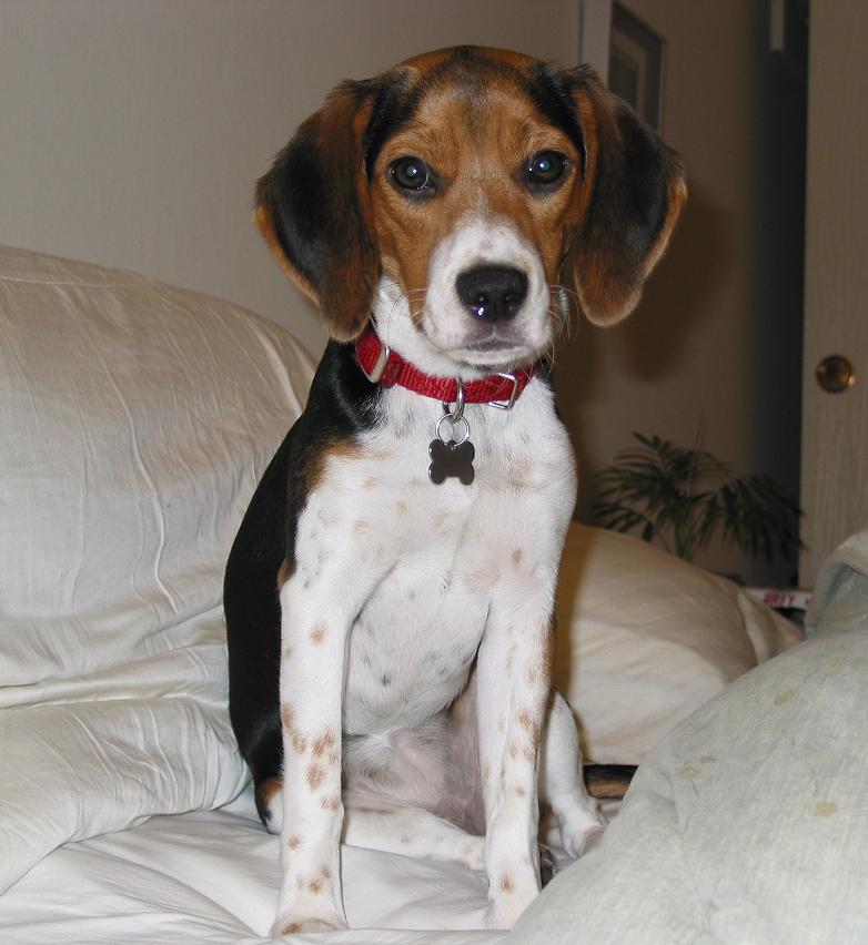 Gabby, the Beagle