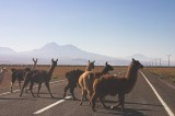 crw_2804 On the way to Laguna Chaxa, a group of llamas were slowly crossing the road in single file.