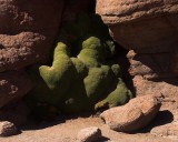 crw_3257 Moss like desert plant in the Siloli Desert.