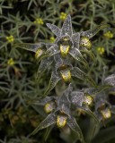 crw_3476 Orchids growing alongside the trail.