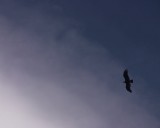 crw_3888 Condor. We saw 4 or 5 condors between Refugio los Cuernos and Chileno.