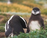 crw_4389 Parent penguin grooming the contented looking baby penguin. This parent spent a long time grooming.