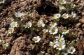 deathvalley05 Desert-Star.