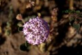 deathvalley11 Desert Sand Verbena.