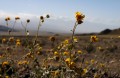 deathvalley12 Desert Gold.