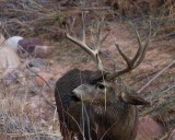 crw_2636 Older deer staring up at the younger deer. He was tossing some hay around, which explains the bits of straw stuck on his face.