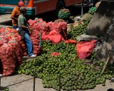 _mg_0163 Workers in Santiago bagging avocados for transport.