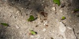 _mg_0862 Leaf cutter ants across the path.