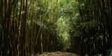 _mg_5009 Bamboo forest in Kipahulu