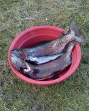 _mg_1482 The three trout that our arrieros, Juan-Carlos and Fernando, caught in Rio Janca.
