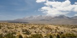 _mg_8257 Vicunas and Chachani in Reserva Nacional de Aguada Blanca.