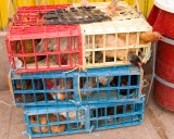 _mg_9233_crw_8359 Chickens packed for transportation. Taken by Serene Koh.