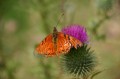img_8411 Moth on thistle.